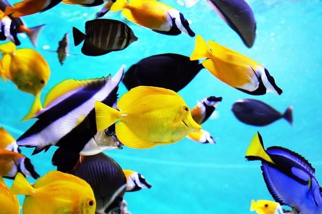 tropical-fish-2395619_640